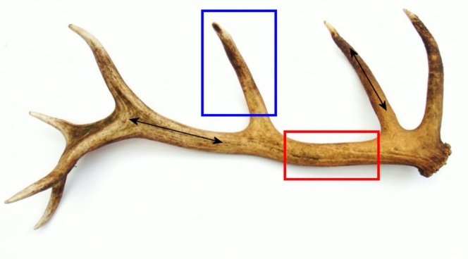 antler grain direction, the blue box is a tine and the red box is a section of beam.